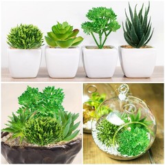 QUOZUO Green Succulent 1.4″ – 2.8″ in Width, 2.4″ – 5.1″ Length,