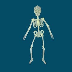 Halloween Luminous Human Skeleton Poseable Full Life Size Decoration Party Prop