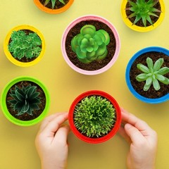 QUOZUO Green Succulent 1.4″ – 2.8″ in Width, 2.4″ – 5.1″ Length,