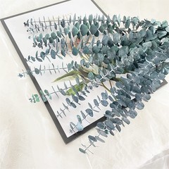 Eucalyptus for Shower 10 Pcs Hanging Dried 10 Pack Bundle