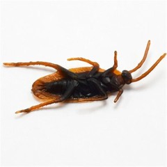 12pcs Fake Cockroach Halloween Party Decoration Trick Props Supplies Kids Favor
