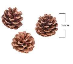 12-PC Real Pinecones Forest Pine Tree Seeds Fall / Winter Decorations 2.5″L #507