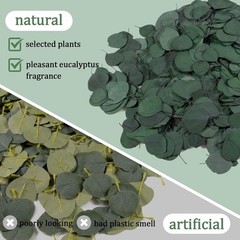 300PCS+ Real Eucalyptus Leaves for Shower – Sukh Dried Green