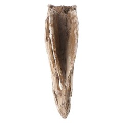 Dilophosaurus Dinosaur Skull Resin for Fossil Skeleton Teaching Model Hal