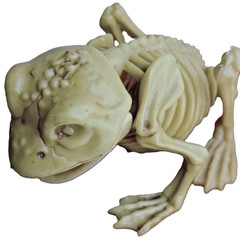 5in Fake Dead Pet FROG SKELETON BONES Amphibian Reptile Tropical Prop Decoration