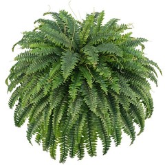 FOREST PRINCE 50″ Artificial Boston Ferns, Fake Bush 1 Pcs, 1 Pcs