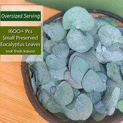 3200preserved Real Eucalyptus Leaves Small Pure Natural Bulk Eucalyptus Biodegra