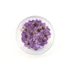 20pcs Pressed Dried Narcissus Plum Blossom Flower For Nail Art Craft Accessories