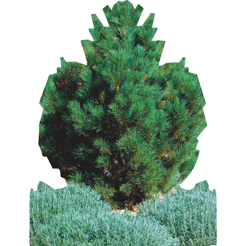 SP13307 Garden Bush Plant Group Cardboard Cutout Standee Standup