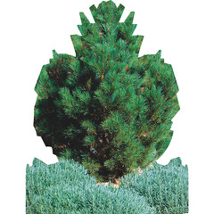 SP13307 Garden Bush Plant Group Cardboard Cutout Standee Standup