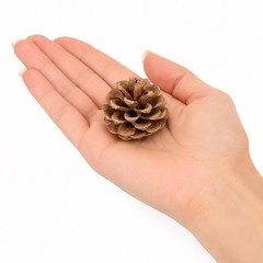 12-PC Real Pinecones Forest Pine Tree Seeds Fall / Winter Decorations 2.5″L #507