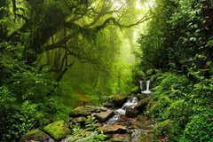 Forest Tree Tropical Rainforest Jungle Backdrop Party Photo Background Banner