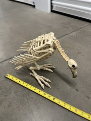 Halloween Skeleton VULTURE Buzzard Bird Animal Decorations Realistic Bones Prop