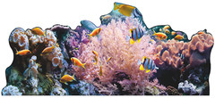 SP12556 Coral Reef Ocean Floor Backdrop Cardboard Cutout Standee Standup