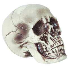 Realistic Skull Decoration – Sunstar