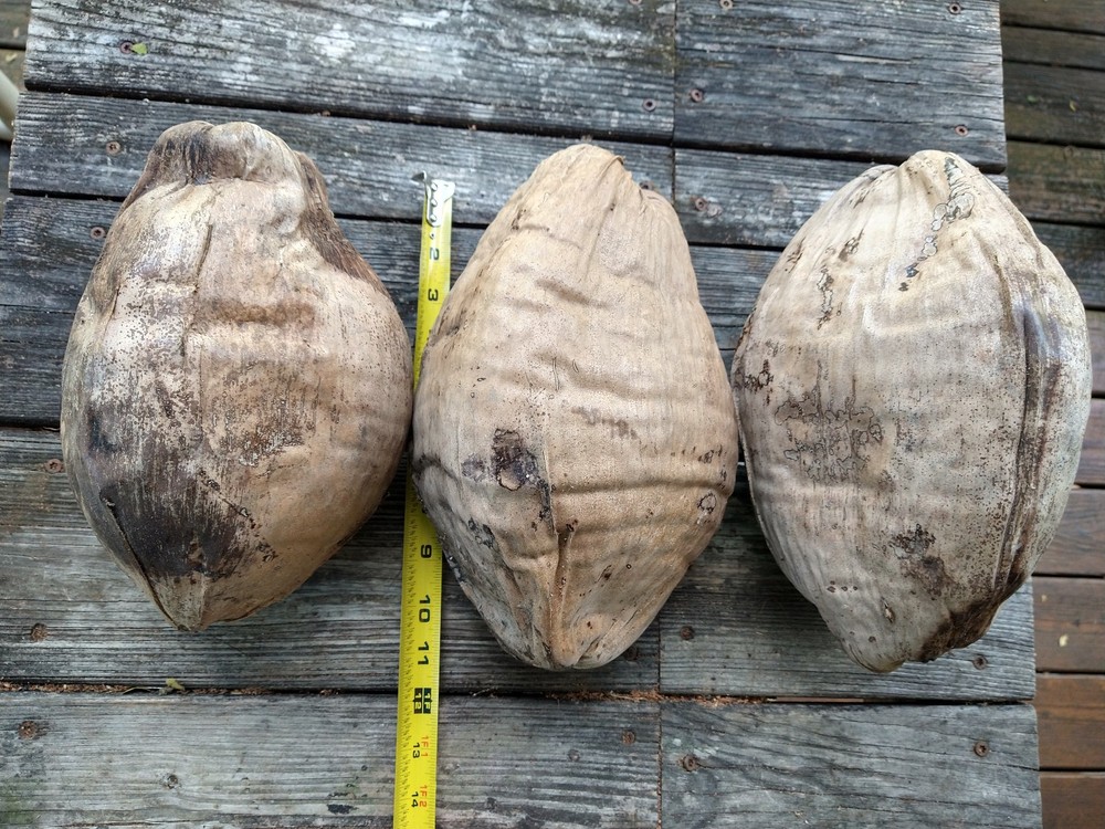Whole Coconut Shell & Husk Giant 10″ Natural Dried Rustic Tiki Decor Lot of 5