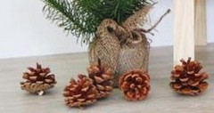 12-PC Real Pinecones Forest Pine Tree Seeds Fall / Winter Decorations 2.5″L #507