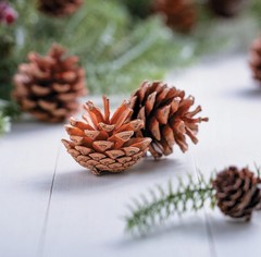 12-PC Real Pinecones Forest Pine Tree Seeds Fall / Winter Decorations 2.5″L #507