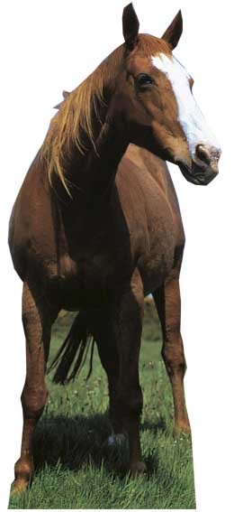 MUSTANG / HORSE – LIFESIZE CARDBOARD CUTOUT / STANDEE Stallion animal