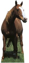 MUSTANG / HORSE – LIFESIZE CARDBOARD CUTOUT / STANDEE Stallion animal