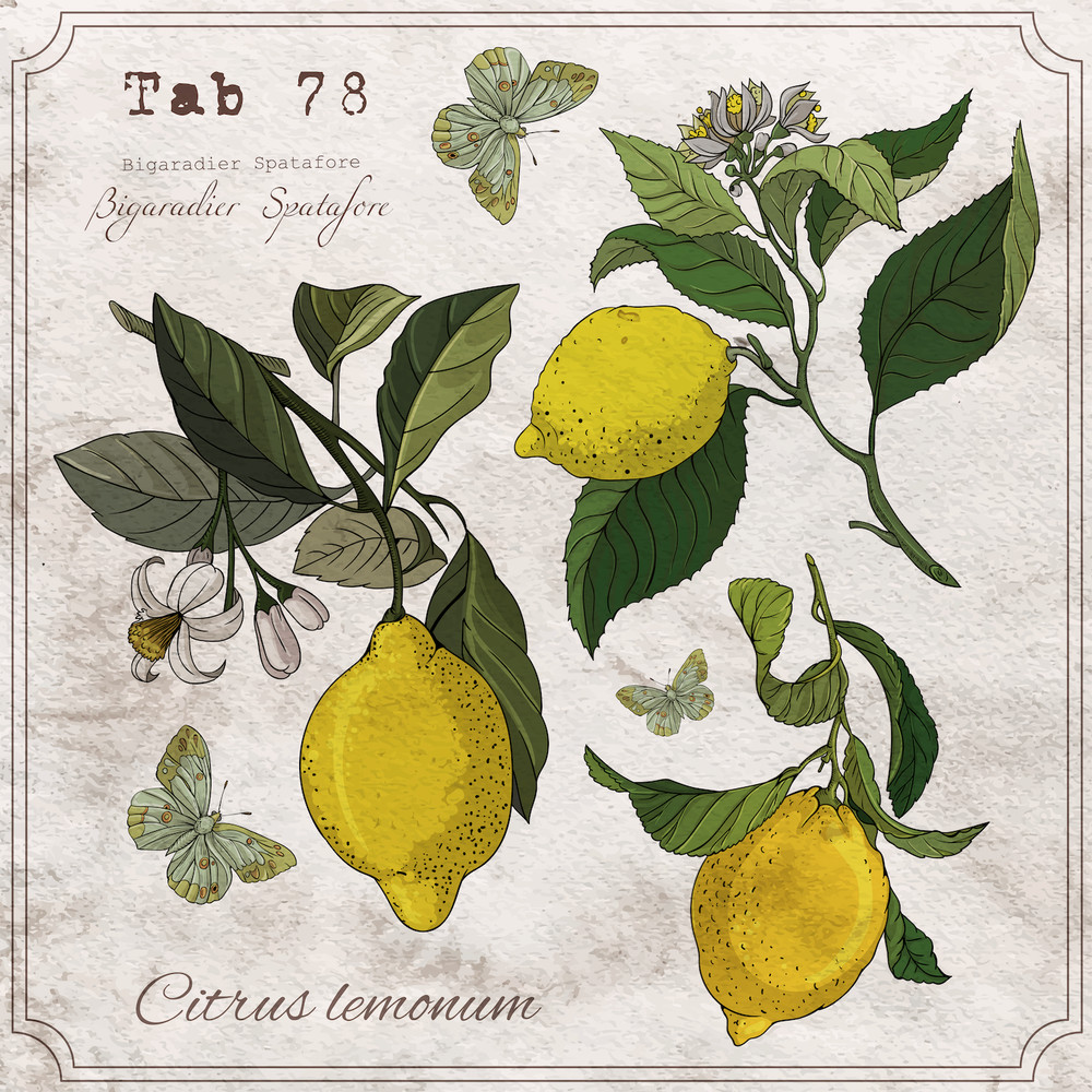LEMON BOTANY Cocktail Paper Napkins 20pcs Decorative Napkins for Decoupage