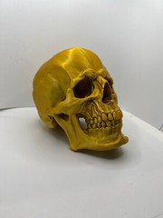 Large Skull Model