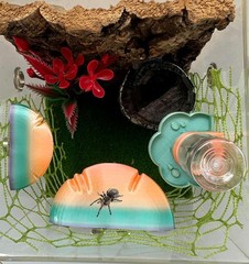 5Pcs Jumping Spider Accessories Set, Jumping Spider Enclosure Mushroom And Wa