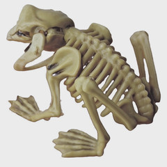 5in Fake Dead Pet FROG SKELETON BONES Amphibian Reptile Tropical Prop Decoration