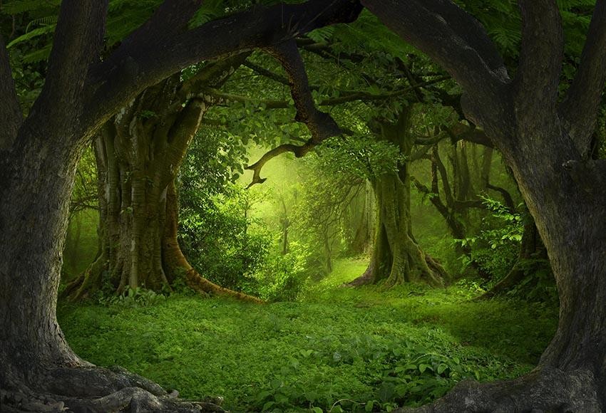 Forest Backdrop Jungle Rainforest Fairytale Green Tree Backdrop Photo Background