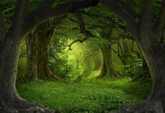 Forest Backdrop Jungle Rainforest Fairytale Green Tree Backdrop Photo Background