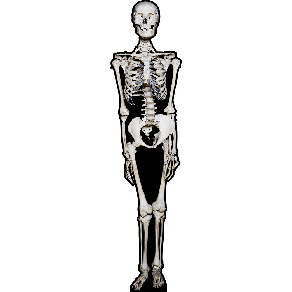 SP13283 Skeleton Bones Skull Halloween Anatomy Cardboard Cutout Standee Standup