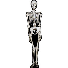 SP13283 Skeleton Bones Skull Halloween Anatomy Cardboard Cutout Standee Standup