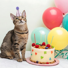 10 PCS Cat Birthday Hat Mini Party Hats for Stuffed Animals Mini Birthday Hats f