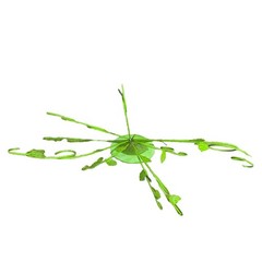 Lime Green Metal Tree Branches Display Money Gift Cards Ornaments Scrooge
