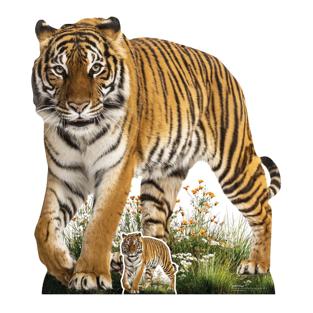 Tiger Prowling Animal Cardboard Cutout 93cm Tall and Free Mini Standee Wildlife