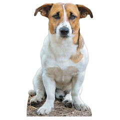 Jack Russell Terrier Dog Cardboard Cutout – Great for Royal parties Coronation