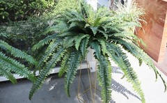 Large Artificial Boston Fern 68″ Fake Ferns Silk Fern, Dark Green