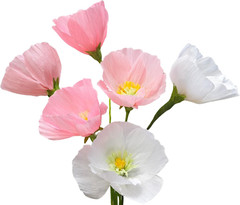Crepe Paper Flower DIY Making Kit, Icelandic Poppy, Assorted Colors Blush Pink C