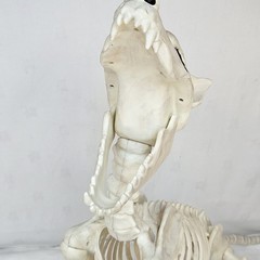 Large Crazy Bonez Skeleton Wolf Halloween Decoration Poseable Static Display Pro