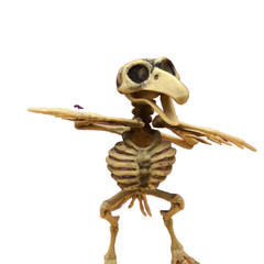 CROW SKELETON BIRD Poseable Wings & Jaw Prop Decoration 7.25″ Distressed