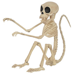 Skeleton Monkey – Poseable Skeleton Monkey 9.5-Inch Halloween Pirate Prop