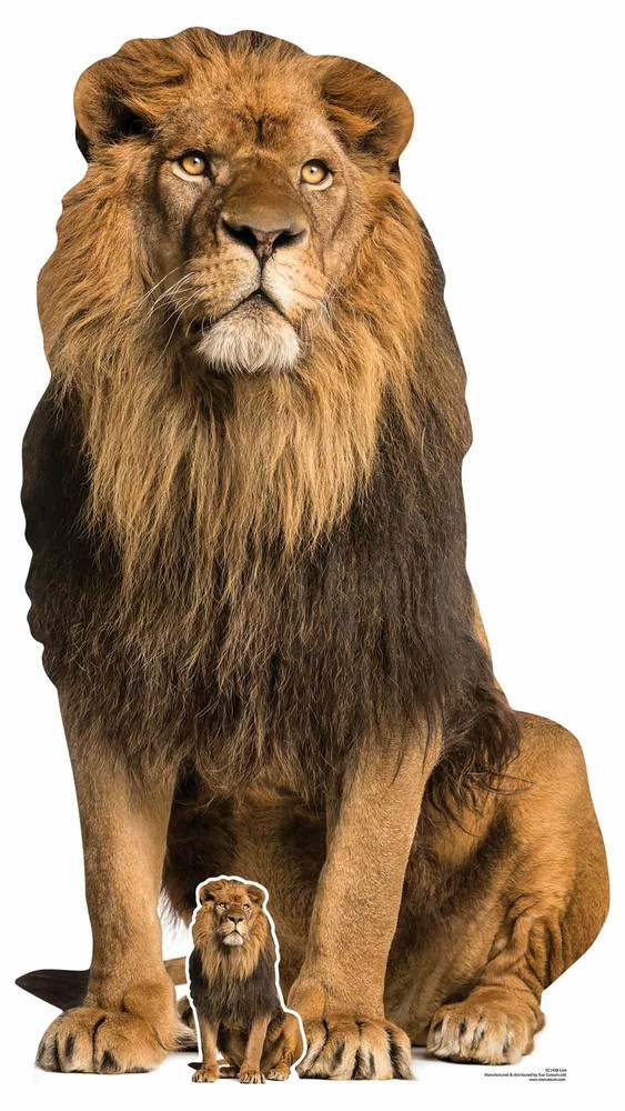 Lion Big Cat Lifesize and FREE Mini Cardboard Cutout – Animal Wildlife