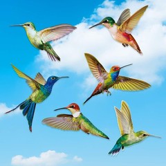 Blulu 18 Pieces Large Size Hummingbird Window Clings 18 pcs, Multicoloured