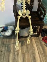 Crazy Bonez PoseNStay 5FT Skeleton Posable Moveable Joints Eyes light up