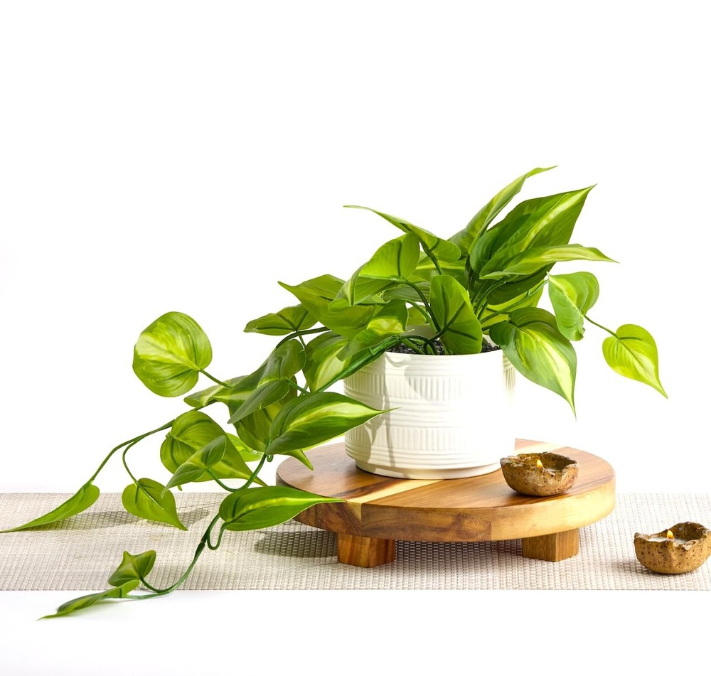 Kurrajong Farmhouse Dark Green Pot: 3.5″ H x 5″ W, Plant: 12″ L,