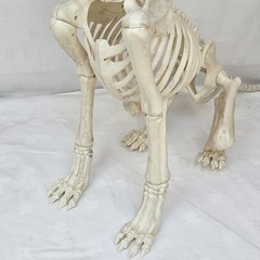 Large Crazy Bonez Skeleton Wolf Halloween Decoration Poseable Static Display Pro