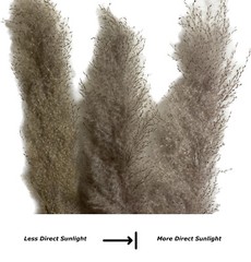 Real Natural Gray Dried Jumbo Reed 48″ Tall 3/6/12 pc bundles