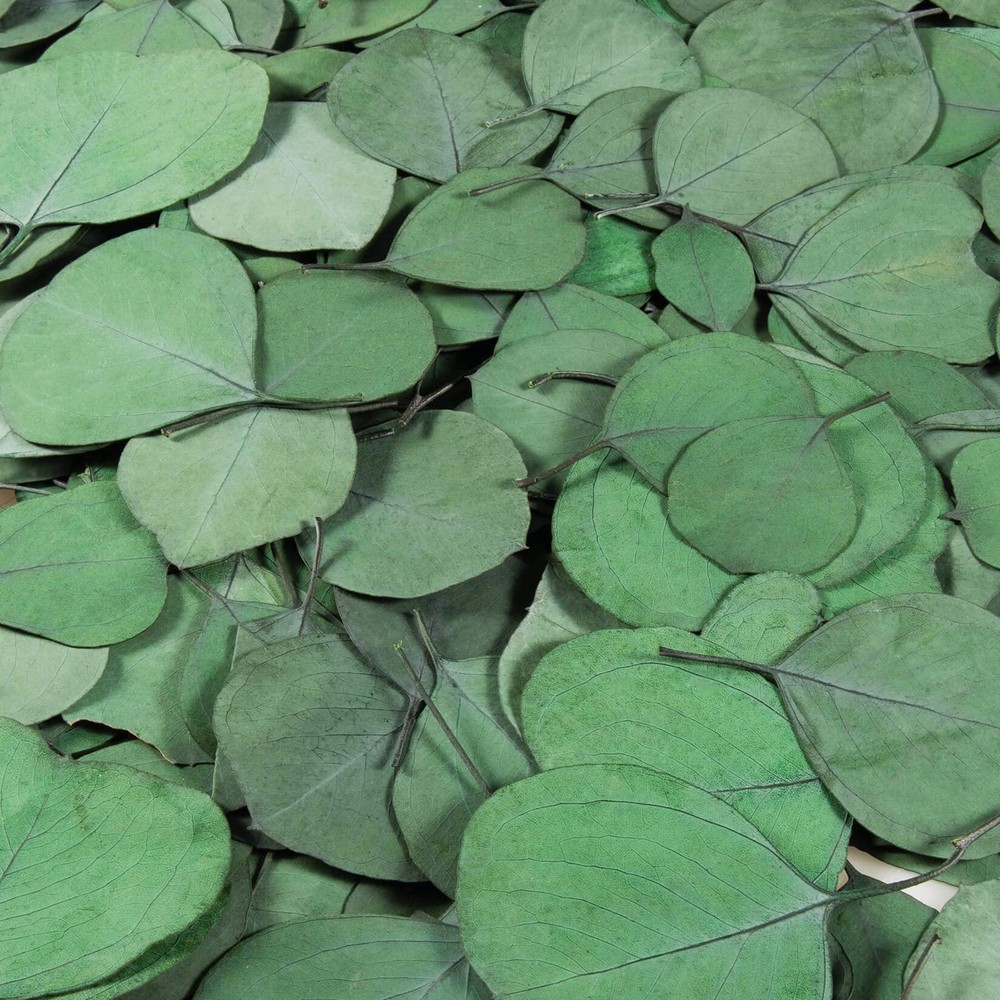 300PCS+ Real Eucalyptus Leaves for Shower – Sukh Dried Green