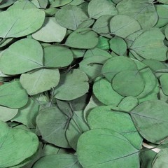 300PCS+ Real Eucalyptus Leaves for Shower – Sukh Dried Green