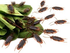 20 Prank Fake Roaches Plastic Cockroaches Creepy Roach Bugs Party Game Toy Gifts